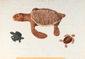 Study of a turtle, with two subsidiary studies of small turtles - Franz Anton von Scheidel