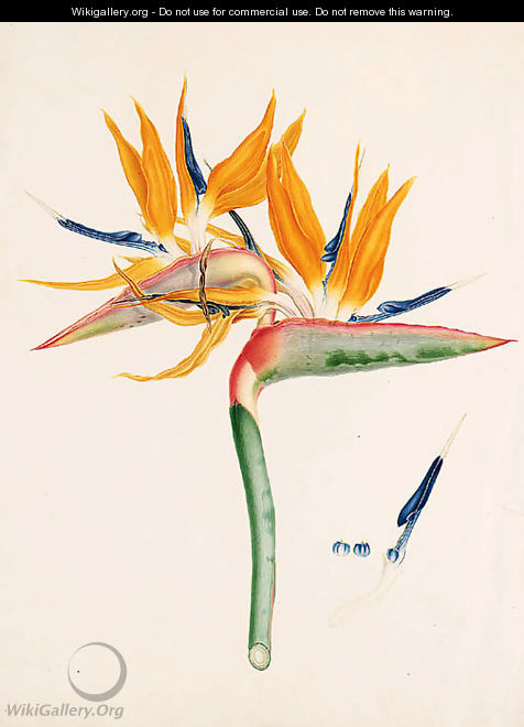 Strelitzia depicta - Franz Andreas Bauer