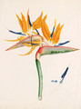 Strelitzia depicta - Franz Andreas Bauer