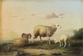 A family of sheep - Franz van Severdonck