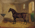 Lord Bath, a bay horse in a stable - Frederick Albert Clark