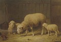 Sheep in a stable - Frans De Beul