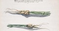 Two Studies of Parsnips - Frans Withoos