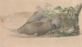 Nesting partridges recto and a falcon verso - Joseph Wolf