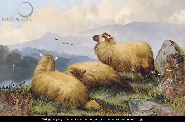 Sheep resting in a mountainous landscape - John Morris