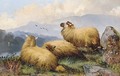 Sheep resting in a mountainous landscape - John Morris