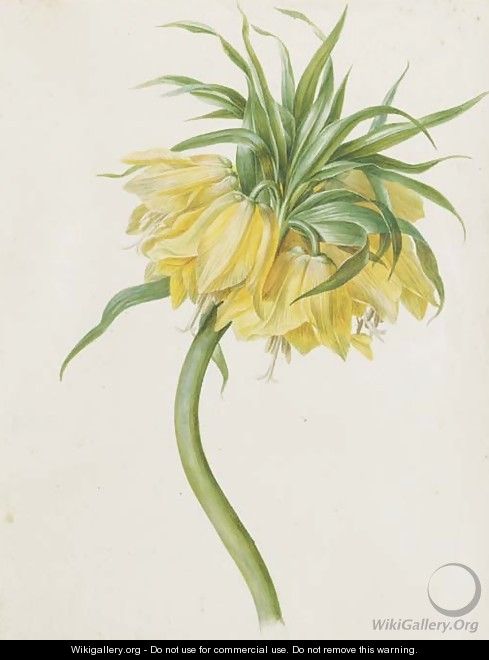 Fritillaria imperialis (Crown Imperial) - Josef von Brandt