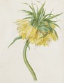 Fritillaria imperialis (Crown Imperial) - Josef von Brandt