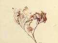 Study of oak leaves - John Ruskin