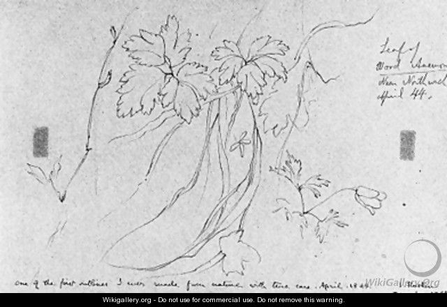 Sketch of a wood anemone - John Ruskin