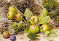 Still life with apples and a plum - John Sherrin