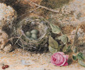 Still life with a birds nest, redcurrants and a rose - John Sherrin