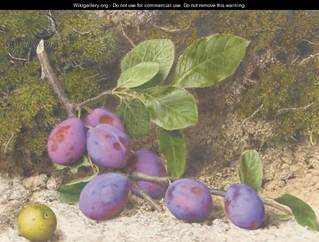 A bough of plums and an apple on a mossy bank - John Sherrin