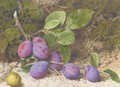 A bough of plums and an apple on a mossy bank - John Sherrin