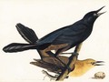 A Pair of Boat-Tailed Grackles - John James Audubon