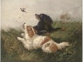 Spaniels flushing pheasants - John Morris