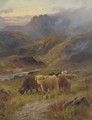 Highland cattle - John Morris
