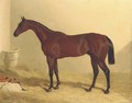 Bay Middleton, a bay racehorse in a loose box - John Frederick Herring Snr