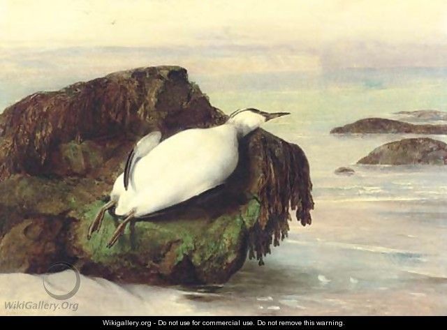 A dead seabird, Shanklin, Isle of Wight - John George Naish