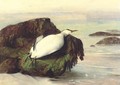 A dead seabird, Shanklin, Isle of Wight - John George Naish