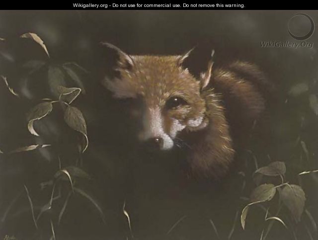 Fox at night - John Higginbotham