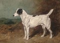 Bitters, a terrier - John Emms