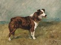 Bill, a collie - John Emms