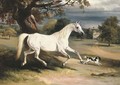 Mr. Dawson's Phoebus, a grey hunter with a spaniel, in the grounds of Launde Abbey, Leicestershire - John Ferneley, Snr.