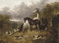 A mare and foal with a pack of hounds - John Frederick Herring, Jnr.