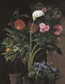 An Orange Tree, Streptocarpus, Oleander, a Calla Lily and Cactus Flowers - Louise Garleib