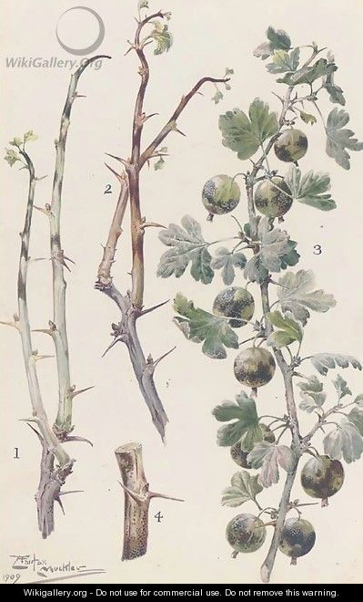 Study of gooseberries - Louis Fairfax Muckley