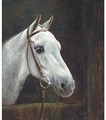 Colonel Heseltine's polo pony - Lilian Cheviot