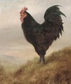 A Broad Langsham fowl - Lilian Cheviot