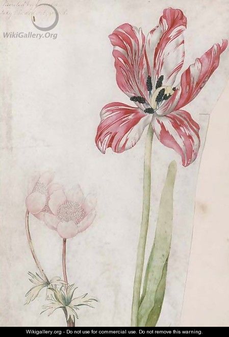 A tulip and anemones - Lady Edward Fitzgerald
