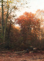 A woodcutter at work in a forest clearing - Julius Jacobus Van De Sande Bakhuyzen