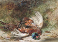 A shot pheasant - James Hardy Jnr