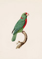 Le Perroquet Langlois (Red-fronted Parrot) - Jacques Barraband