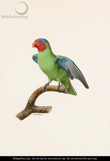 Red-cheeked Parrot - Jacques Barraband