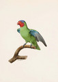 Red-cheeked Parrot - Jacques Barraband
