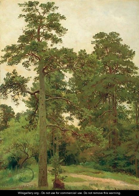 Pine trees, Merekiul