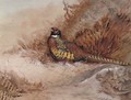 Pheasant in bracken - Ian Bowles