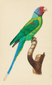 Exotic Bird Studies - Indian School