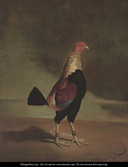 A prize fighting cock - Hilton L. Jnr. Pratt