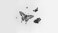 Studies of four Butterflies and an Insect - Herman Henstenburgh