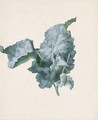 A Large Leaf - Johann Rudolf Byss