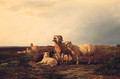 Sheep In A Landscape - Johannes Wilhelm Zillen