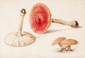 Amanita muscaria (Fly Agaric) illustrated - Jean-Baptiste Huet