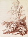 A Poppy Plant - Jean-Baptiste Huet