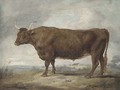 Portrait of an ox - James Ward