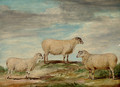 Elman's South Down Ram - James Ward